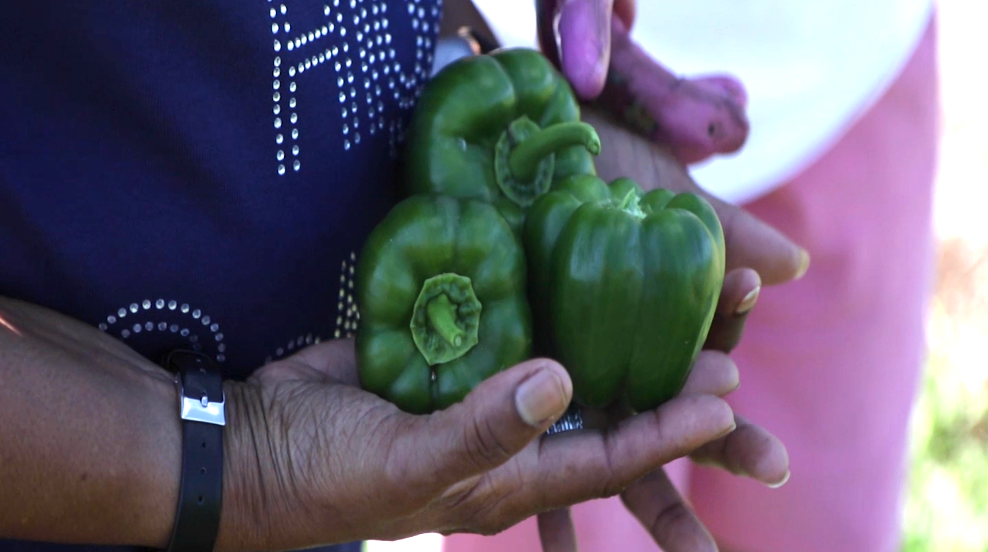 hands holding green peppers