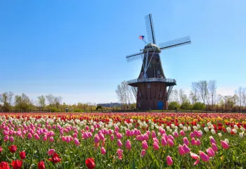 holland michigan tulips