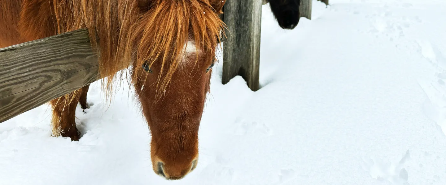 YMCA Trout Lodge Triangle Y Ranch ponies sniffing the winter snow through the wooden ranch fence.