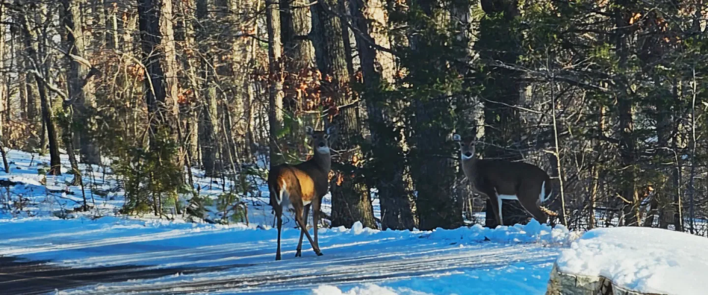 Two deer looking at the camera by the snow-covered forest trees of the Ozark Hills on YMCA Trout Lodge's campus.