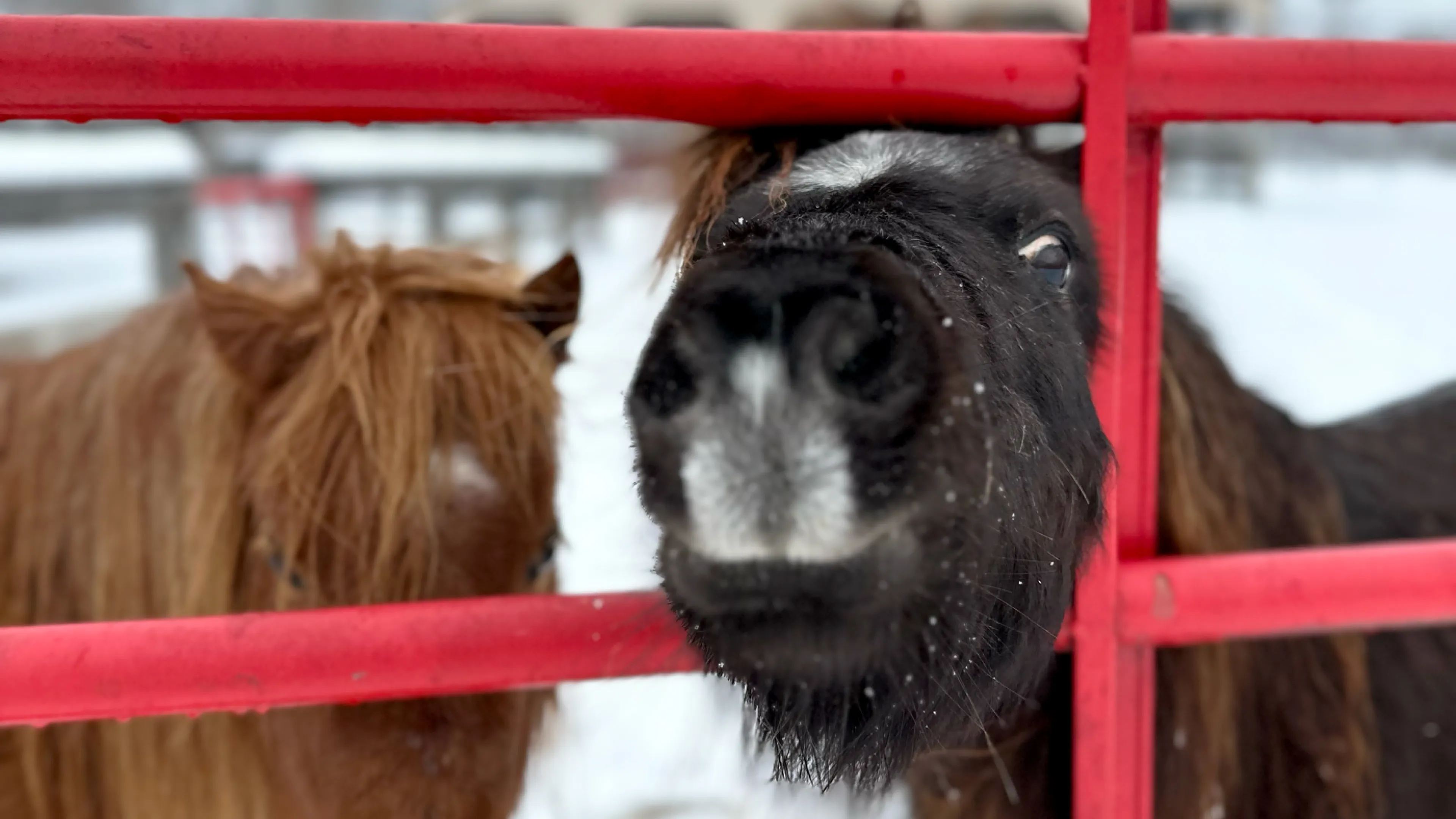 YMCA Trout Lodge Trinagle Y Ranch pony sticks it nose through a red fence with Winter snow covering it's nose.