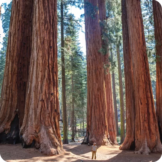person standing in front of tall sequoias