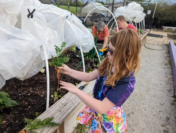 young girl in adaptive gardening harvesting a carrot