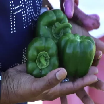 hands holding green peppers