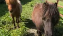 Thumbnail: a mini horse at YMCA Trout Lodge