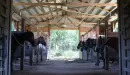 Thumbnail: Camp Lakewood horse stables