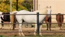 Thumbnail: ymca trout lodge horses at trout lodge triangle ranch