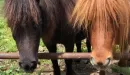 Thumbnail: Two mini horses poke their heads through the gate