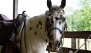 Thumbnail: YMCA Trout Lodge Triangle Y Ranch Appaloosa horse
