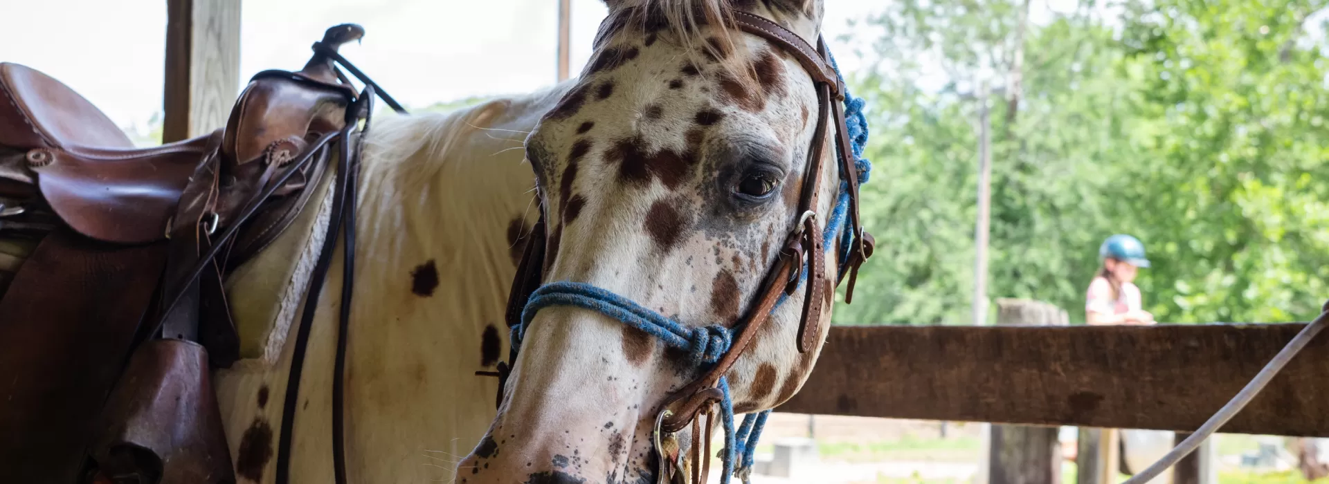 Close up photo of horse