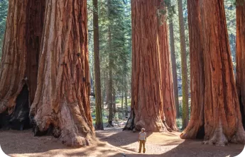 person standing in front of tall sequoias